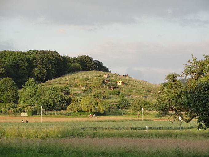 Wildtalstrae Bahnbrcke: Blick Rebberg