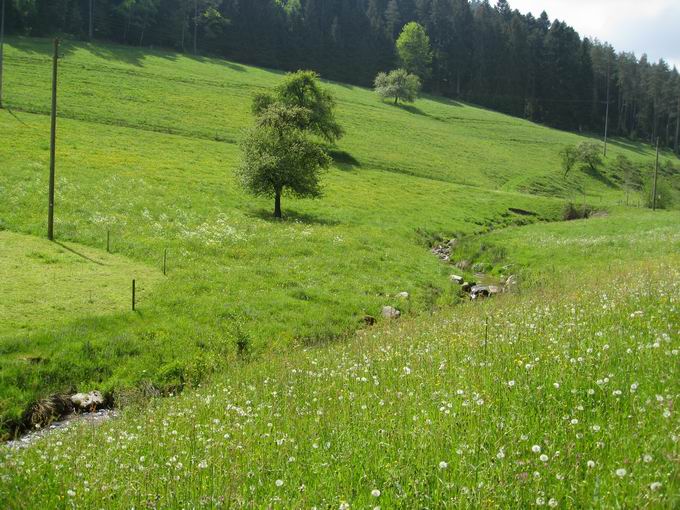 Gutach (Schwarzwaldbahn) 