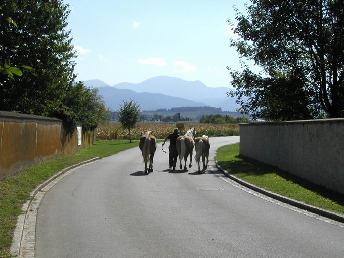 Feldkirch im Breisgau