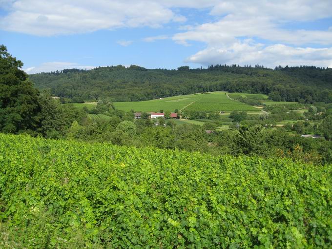 Broggingen: Blick Fohrenbhl