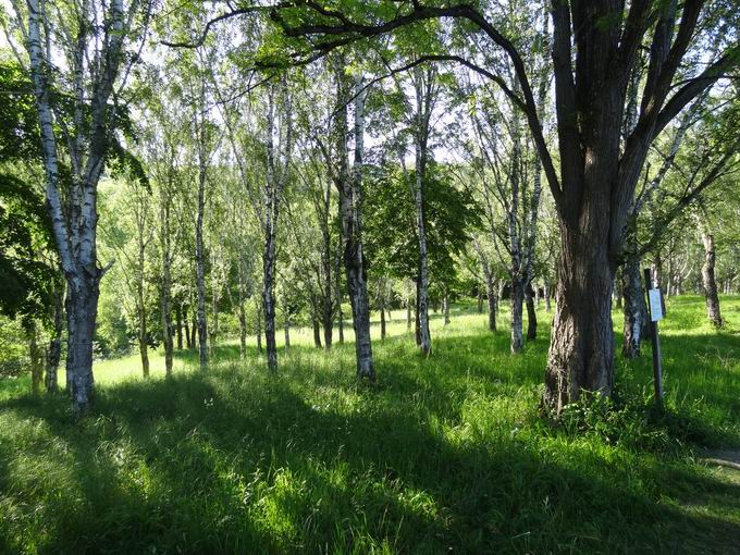 Forstliches Arboretum Liliental: Maserbirken