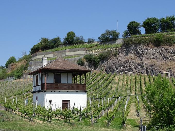 Winklerberg Ihringen: Sdseite