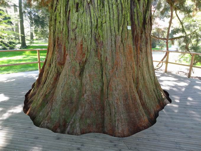 Stamm Bergmammutbaum Mainau