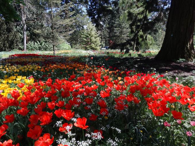 Frhlingsallee Insel Mainau: Zwiebelblumen