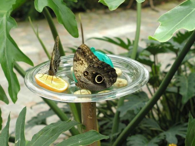 Schmetterlingshaus: Schmetterlinge