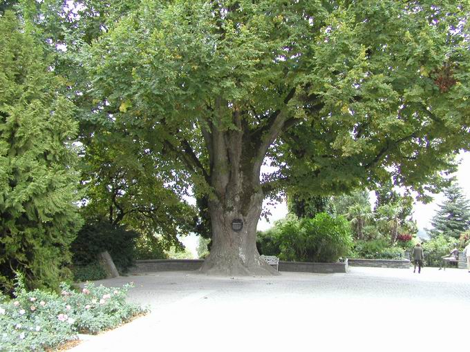 Insel Mainau