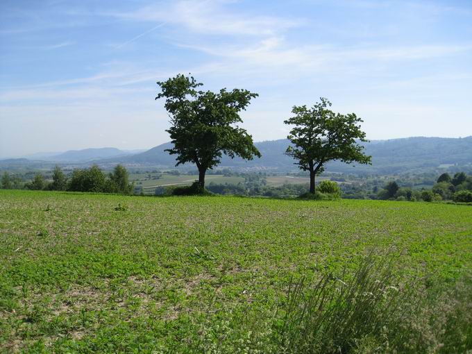 Schutterlindenberg: Blick Heiligenzell