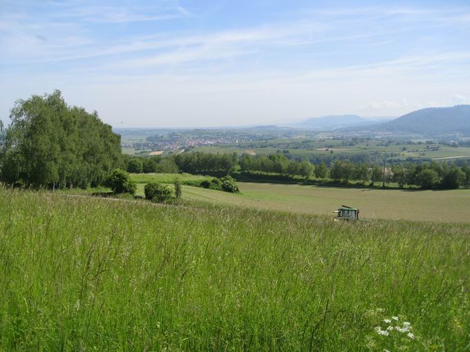 Schutterlindenberg: Nordblick