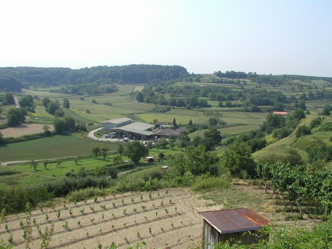 Weinlage Willistein Malterdingen