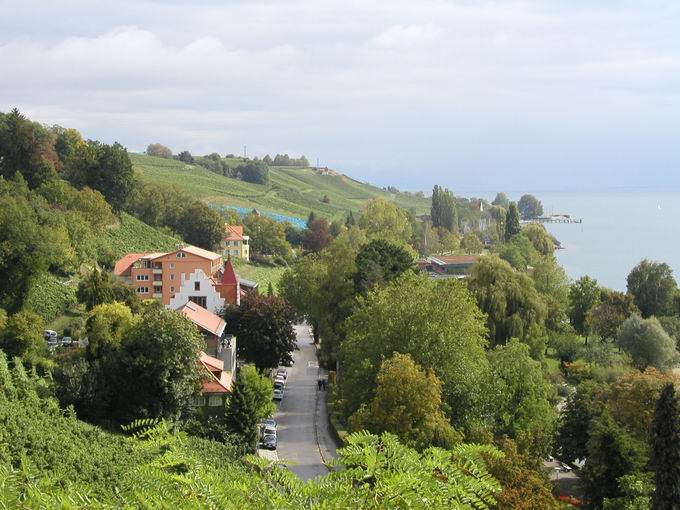 Weinbau in Meersburg