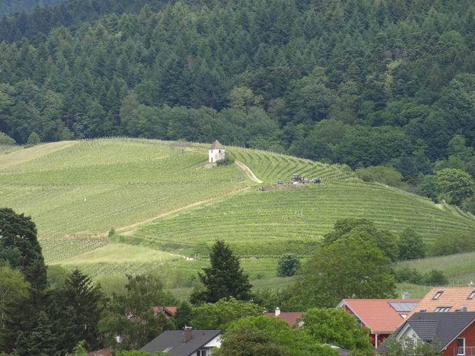 Britzingen: Blick Muggardter Berg