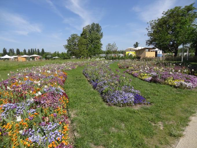 Landesgartenschau Neuenburg: Bltenband beim Wiedehsli