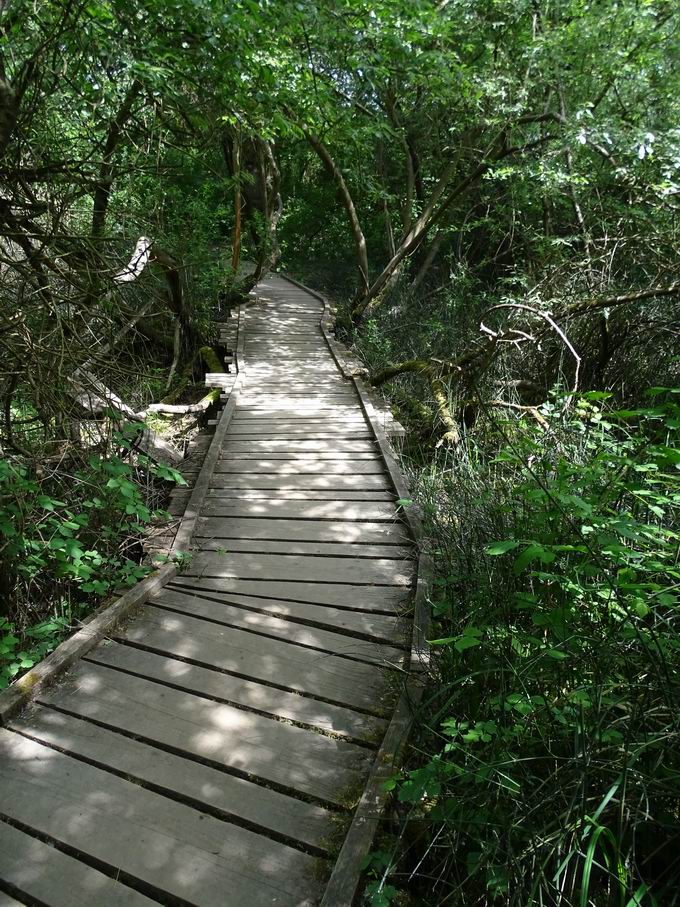 Auen-Wildnispfad Neuried: Zugang Bohlenweg