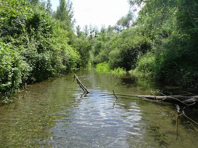 Lehnerrheinbrcke Auen-Wildnispfad Neuried: Lngerhin