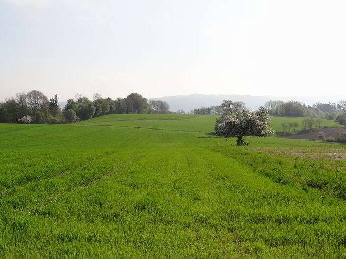 Ammes Hölzle