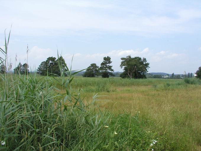 Reichenau - Insel  im Bodensee