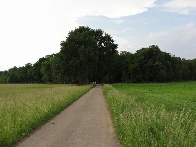 Feindschieen Wald