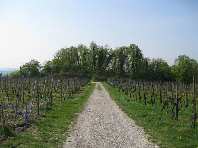 Sasbach am Kaiserstuhl 