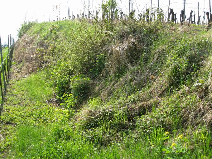 Sasbach am Kaiserstuhl 