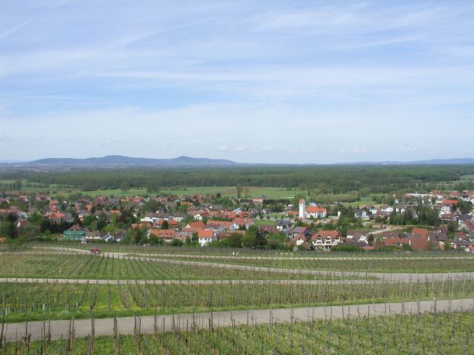 Batzenberg Schallstadt: Blick Kaisersuhl