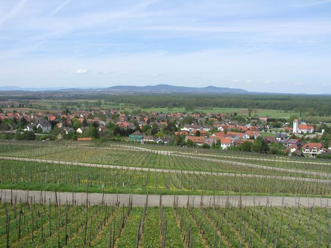 Batzenberg  Schallstadt: Blick Schallstadt