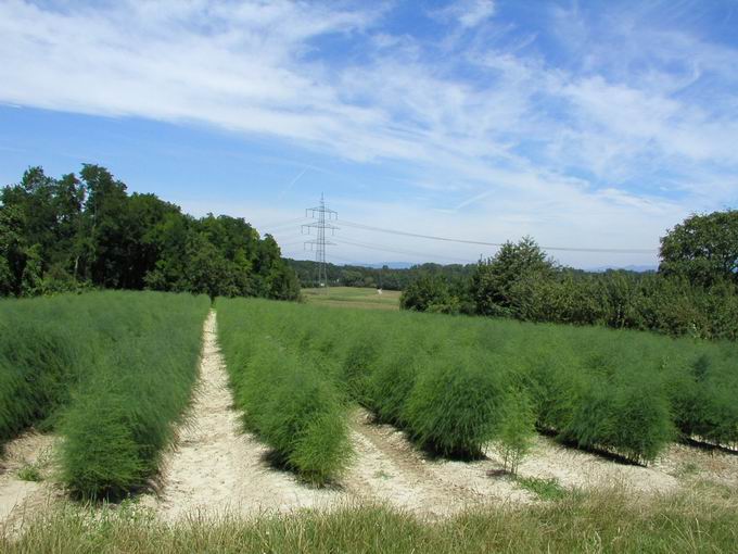 Bechtoldskirch: Nordblick