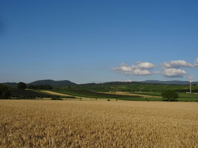 Hospelsbuck Mengen: Blick Batzenberg