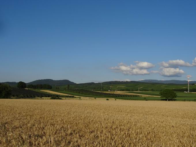 Hospelsbuck Mengen: Blick Batzenberg