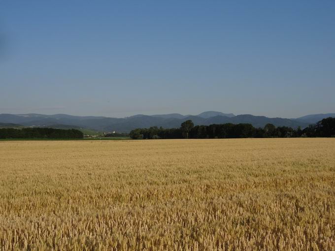 Hospelsbuck Mengen: Blick Belchen