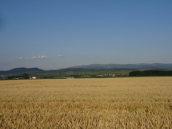 Hospelsbuck Mengen: Ostblick