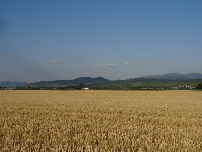 Hospelsbuck Mengen: Schnberg