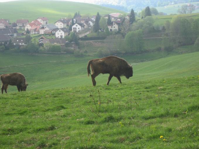 Rinderlehrpfad Gersbach