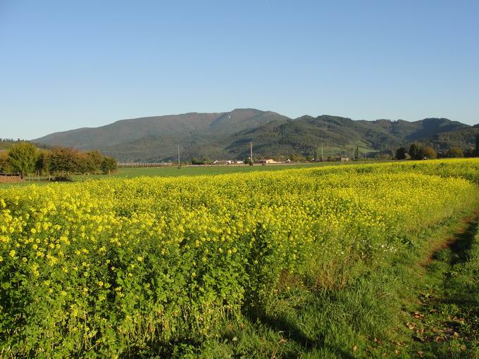 Vordersexau: Blick Kandel