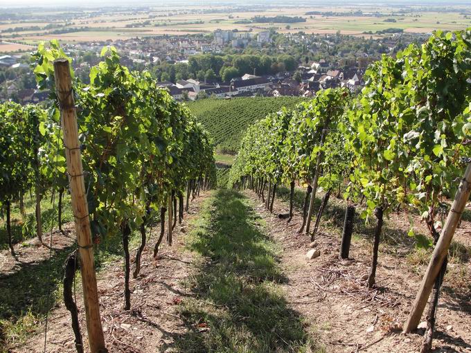 Staufen im Breisgau