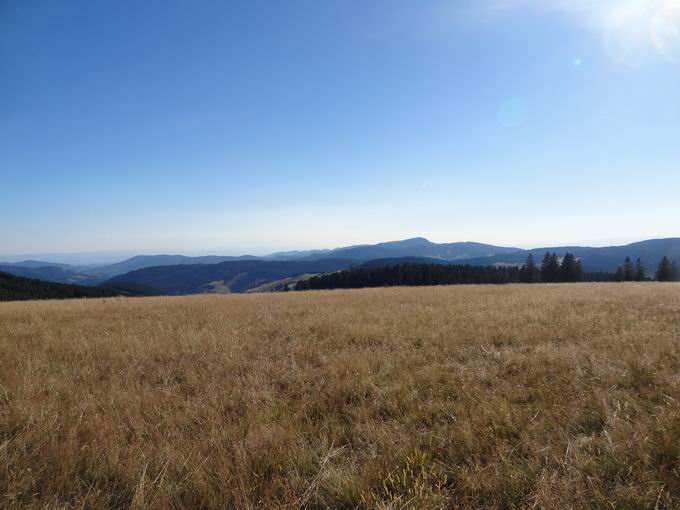 Baumliege Todtnauberg