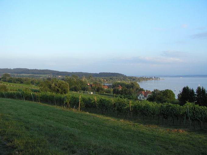 Weinbau am Bodensee