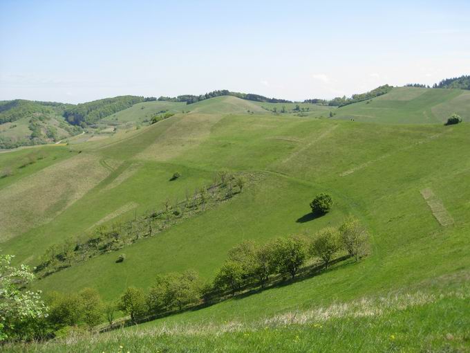 Schelingen im Kaiserstuhl