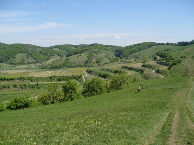 Schelingen im Kaiserstuhl