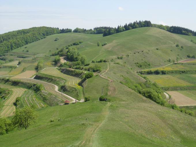 Schelingen im Kaiserstuhl