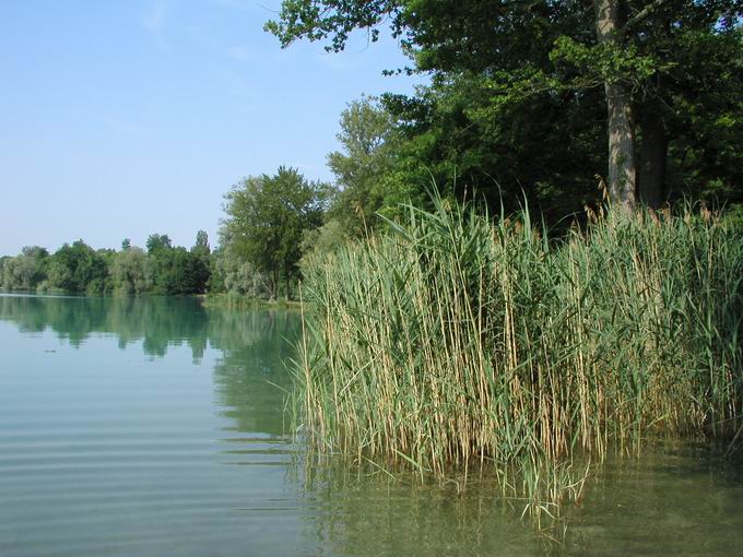 Burkheimer Baggersee: Vegetation