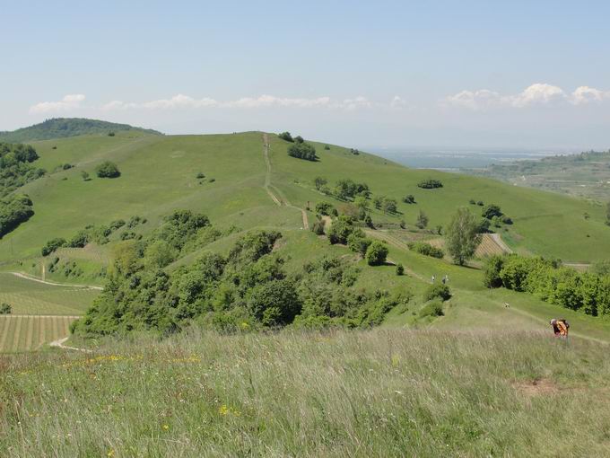 Schelingen im Kaiserstuhl