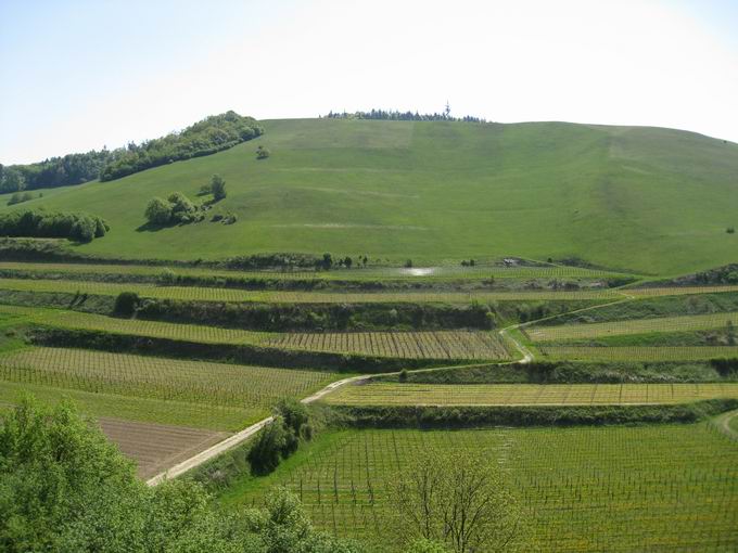 Badberg & Haselschacher Buck Kaiserstuhl