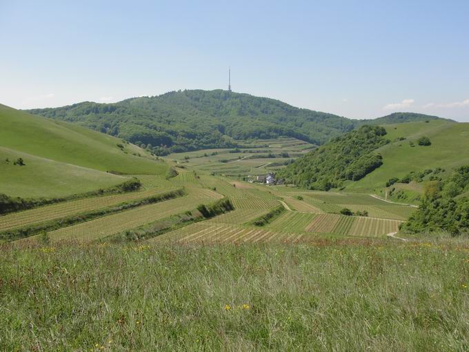 Eichstetter Tal: Blick Totenkopf Kaiserstuhl