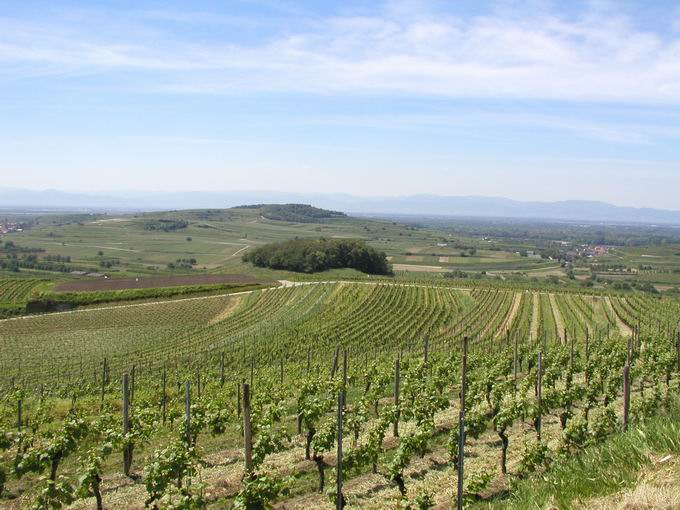 Sasbach am Kaiserstuhl 