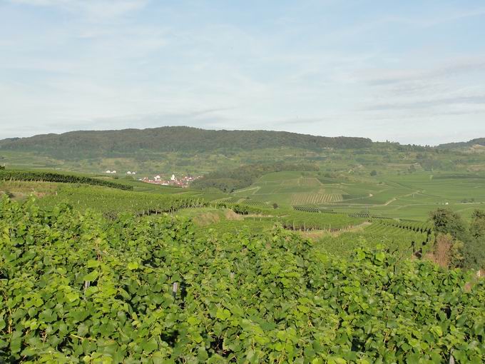 Kreidenberg Burkheim: Blick Mondhalde