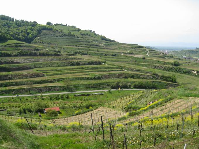 Oberbergen im Kaiserstuhl