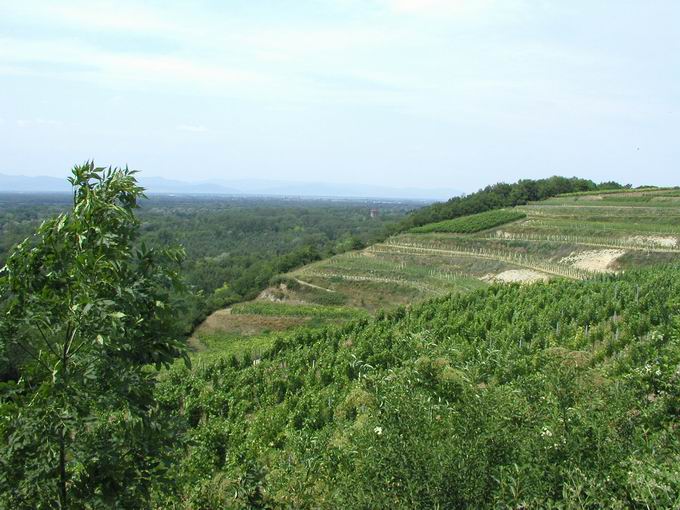 Naturschutzgebiet Rheinhalde Burkheim