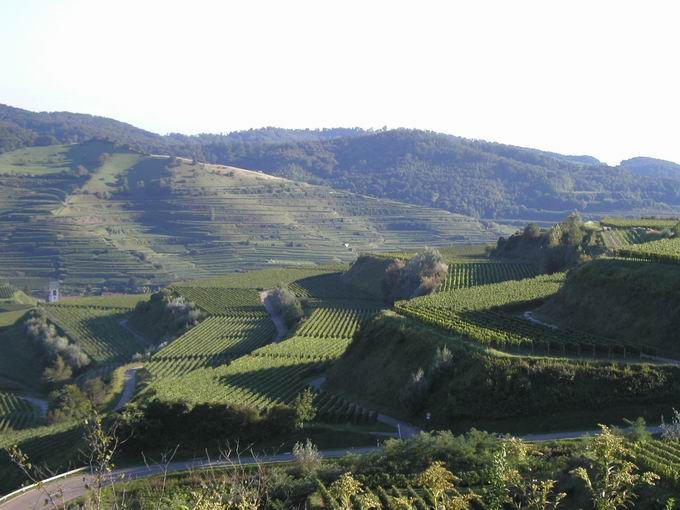 Oberbergen im Kaiserstuhl