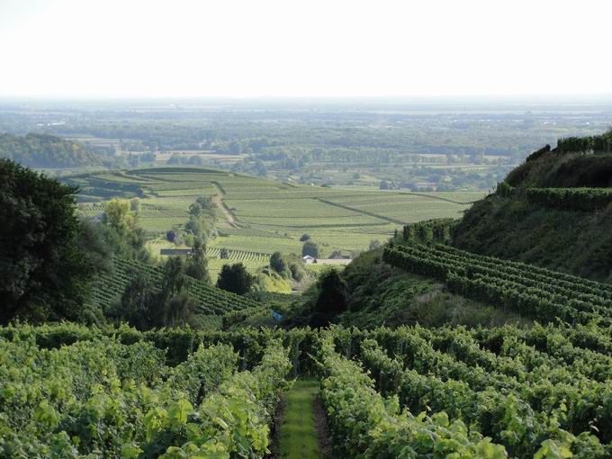 Rosenkranz Bischoffingen: Blick Rheineben