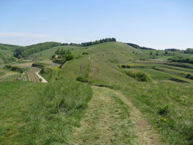 Schelingen im Kaiserstuhl